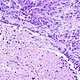 Binocular Biological Microscope
